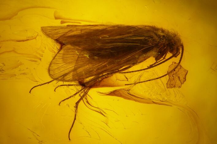 Detailed Fossil Caddisfly (Trichoptera) In Baltic Amber #159787